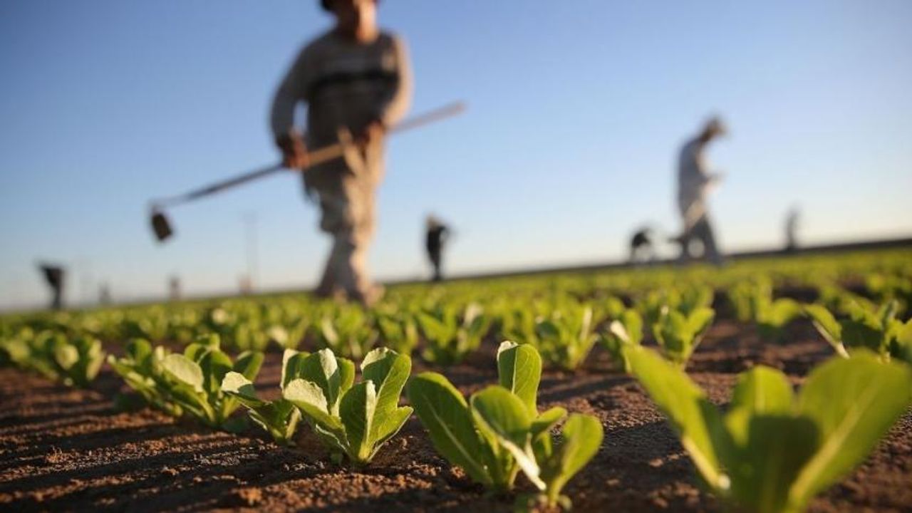 Tarımda yıllık üretici enflasyonu rekor kırdı: Yüzde 148.9