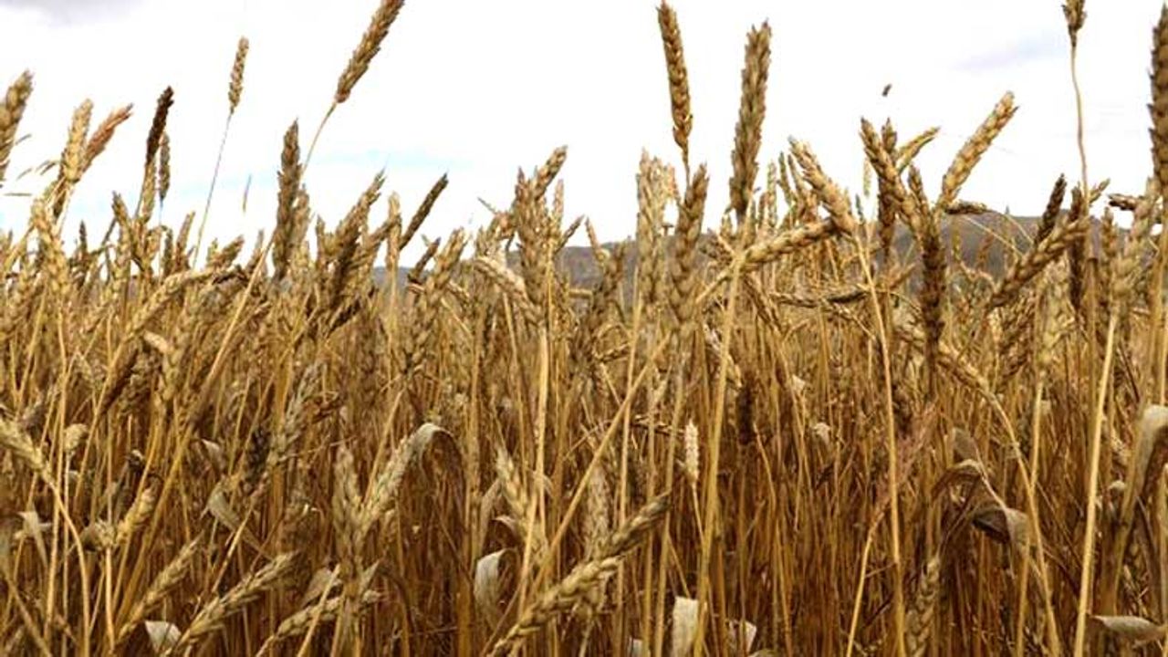 Tohumluk buğday fiyatına yüzde 200 zam