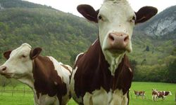 Araştırma: Çayırda otlayan inekler çevreyi kirletiyor mu?