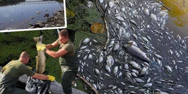 Oder nehrinde kimyasal felaket: Onbinlerce balık öldü