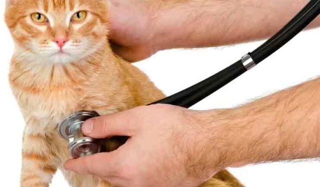 'Kedi virüsü' Kıbrıs'ta 300 bin kedinin ölümüne yol açtı