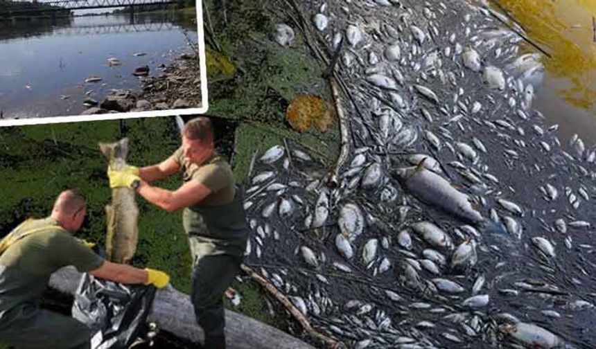 Oder nehrinde kimyasal felaket: Onbinlerce balık öldü